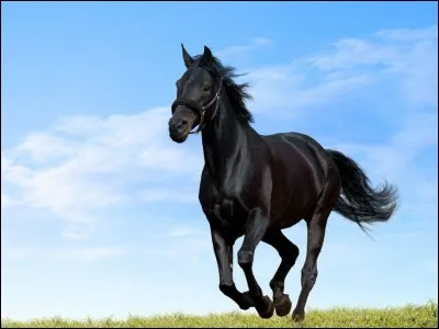 Je suis un fruit très apprécié par les chevaux. Qui suis-je ?