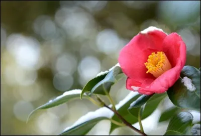 Quelle est cette fleur ?