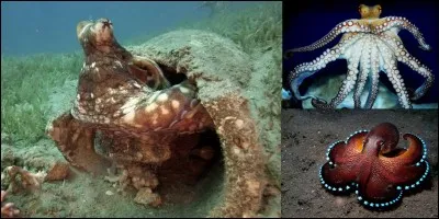 Animaux !
Allons en ce lieu nommé « Octlantis ». Cet endroit se situe en Australie et à une particularité que l'on n'a pas l'habitude d'observer pour ces animaux ! On les croyait solitaires, vivant isolés et on se rend compte qu'ils ont créé des « villes » !
Comment se nomment ces villes et ses animaux aux neuf cerveaux ?