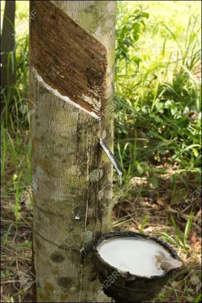 De quel arbre vient le latex ?