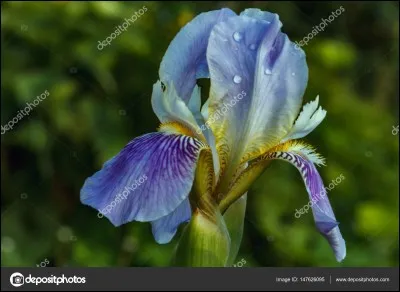 J'ai le nom de cette fleur, donc je me prénomme : ..