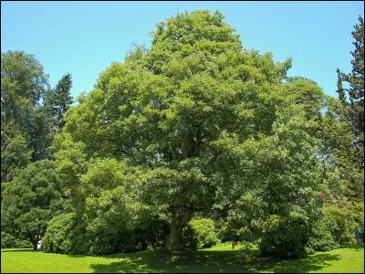 Quel est cet arbre ?