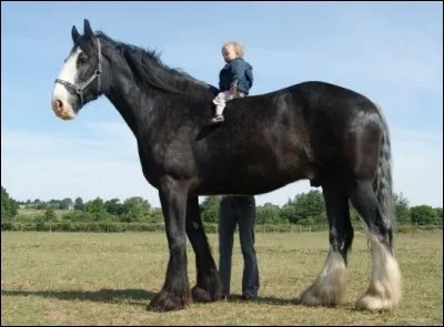 Quel est ce cheval ?