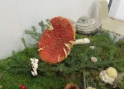 Quiz Connaissez-vous bien l''Amanita Muscaria' ?