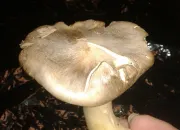 Quiz Entoloma sinuatum ( lividum )