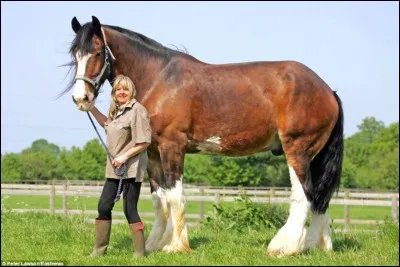 Où mesure-t-on le cheval ?