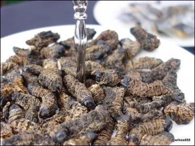 Un peu gluant ..., mais appétissant ! Fried Caterpillards (chenille fris ) est un plat de Noël se mangeant en/au :