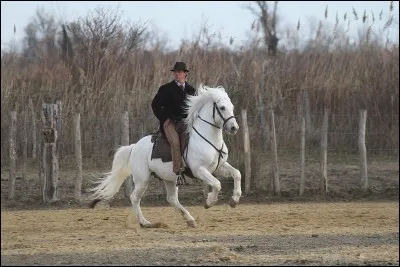 Montes-tu à cheval ?