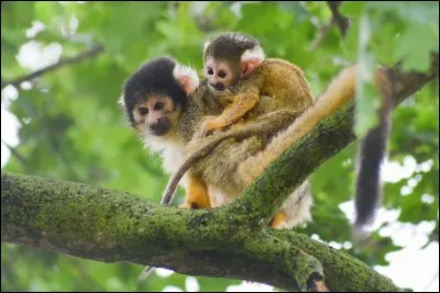 Quel est le nom qui ne correspond pas à ce petit singe ?