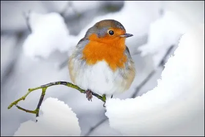 L'Erithacus rubecula est un oiseau plutôt petit (environ 12 à 14 cm de long). Il a une poitrine rouge et orange. Comment l'appelle-t-on familièrement ?