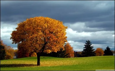 Je tombe en automne et ma couleur change, je suis...