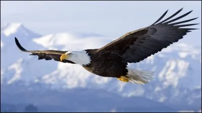 Quelle maison a pour emblème un aigle ?