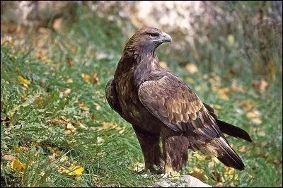 L'aigle a perdu sa maison !