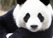 Quiz Le panda