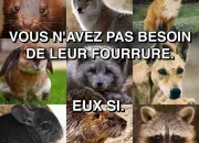 Quiz Protection animale : en avant !