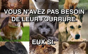 Quiz Animaux