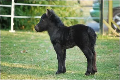 Quelle est la race de ce petit cheval ?