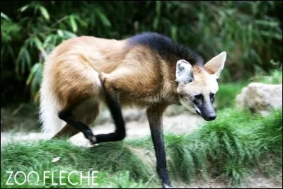 On l'appelle le chien des buissons, et bien entendu, on peut le voir en Guyane !