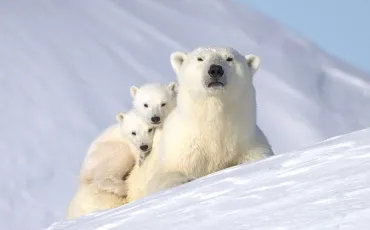 Quiz Animaux