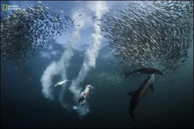 Au large de la Côte Sauvage, en Afrique du Sud, un banc de sardines poursuit sa migration. Une aubaine pour ces oiseaux qui plongent à une vitesse folle de 80 km/h pour les attraper avec leurs becs. D'autres prédateurs, comme les dauphins, participent également au festin. Quel est le nom de ces oiseaux ?

Photographie de Greg Leoeur / 2016 National Geographic Nature Photographer of the Year.