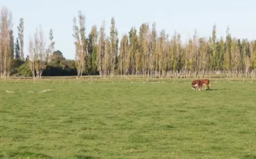 Quiz Chevaux