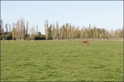 Quel est le cheval qui a une robe alezane ?