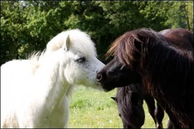 Quel comportement faut-il avoir dans un poney club ?