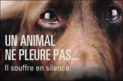 Combien de temps peut mettre un animal à mourir dans un abattoir ?