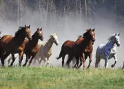 Quiz Les races des chevaux