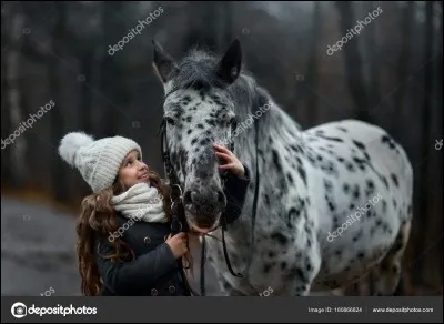 Quelle est la race de ce cheval ?