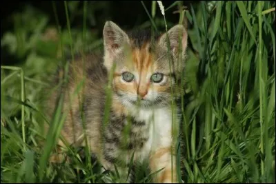 Un chat de ton clan es devenu lieutenant. Qu'en penses-tu ?