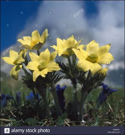 Dans quel but beaucoup de fleurs sont-elles très colorées ?