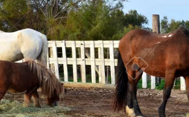 Quiz Chevaux