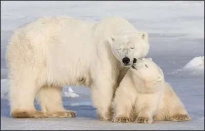 Comment les ours blancs font-ils pour trouver de quoi se nourrir ?