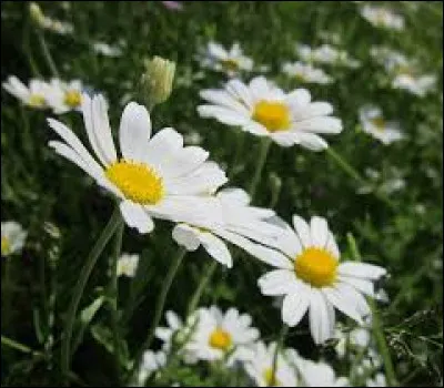 Quelle est cette fleur ?