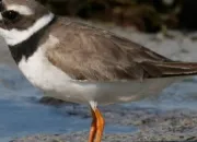 Quiz Les oiseaux