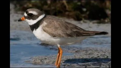 Quel est cet oiseau ?