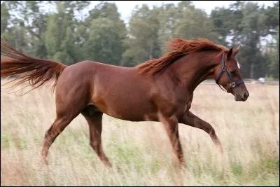 Comment s'appelle la robe de ce cheval ?