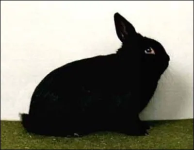 Quelle est cette race de lapin ?