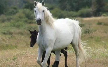 Quiz Chevaux