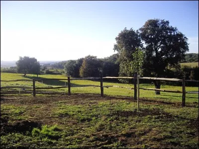 Comment s'appelle le logement naturel des chevaux ?