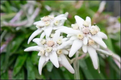 Quel est le surnom de l'edelweiss ?