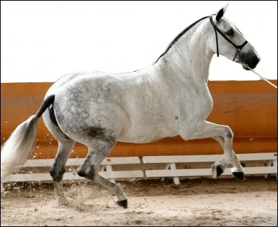 Quelle est la race de ce cheval ?