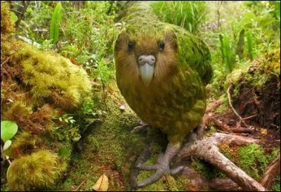 Allez, on va commencer ce test avec un oiseau et pas des moindres : le kakapo. Ce perroquet géant, endémique de Nouvelle-Zélande, a des caractéristiques tout aussi étranges que son nom. Les connaissez-vous ? (Plusieurs réponses possibles)