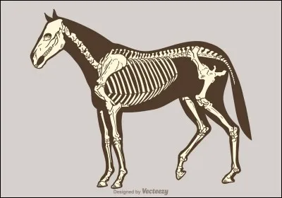 Combien de vertèbres cervicales a le cheval ?