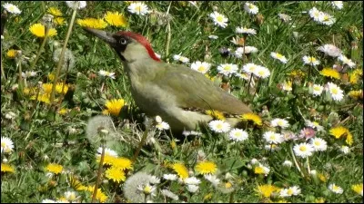 Photographié dans un jardin du Val-de-Marne, il s'agit ...