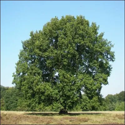 Quel est cet arbre de 35 mètres de haut qui peuple nos forêts et produit des glands ?