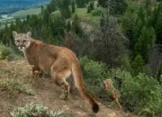 Quiz Les animaux du monde