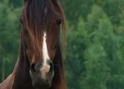 Quiz De la culture gnrale avec le cheval voyageur ! (4)