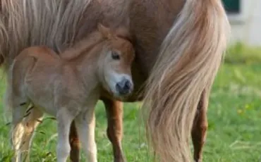 Quiz Chevaux